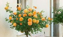 努力是一棵会开花的树