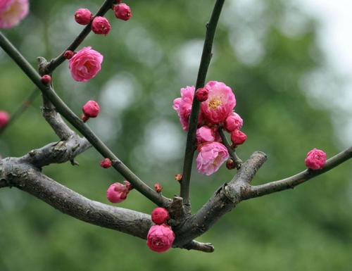 那梅花，好久不见