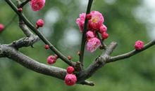 那梅花，好久不见