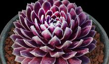 多肉植物紫牡丹