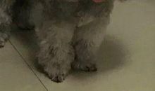 我家的小狗——土豆