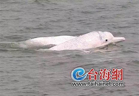 海豚的自我报告作品