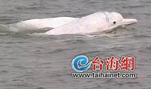 海豚的自述作文