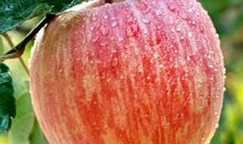 我爱家乡的大苹果