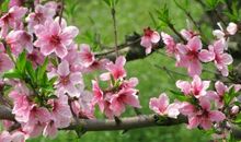 桃花盛开的时候