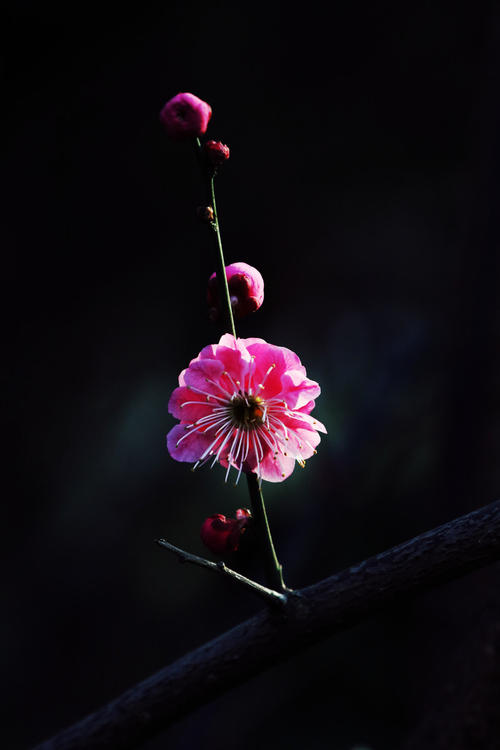 梅花骄傲地站立