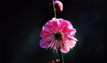 傲然挺立的梅花