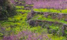 生态九峰一日游