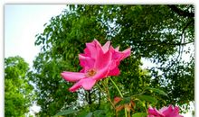 我爱家乡的月季