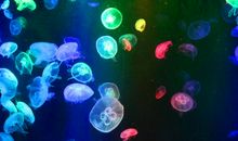 热闹的海底世界