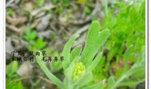 春天的那一抹亮绿