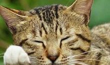 自强不息的小乌龟