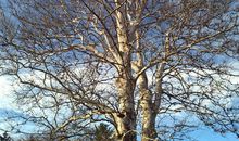 我爱四季的梧桐树