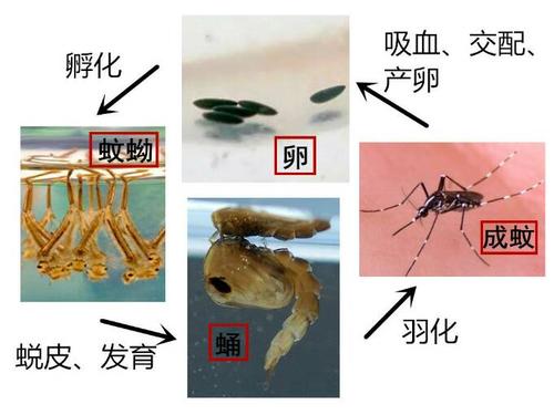 我为“蚊子”而疯狂