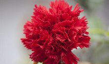 母亲节的N种过法