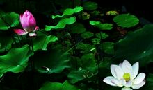 处处莲花开读后感