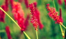 那棵草让我感动