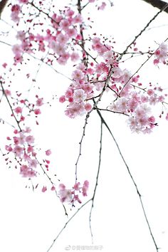 隐藏在花枝中的爱