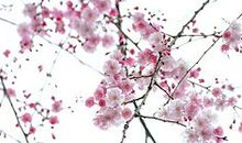 藏在花枝中的爱