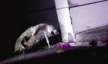 我家的捕鼠能手——小白