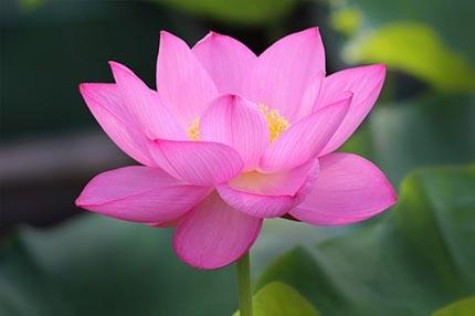 美丽的莲花