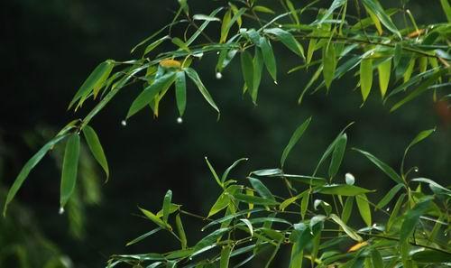多雨的春天