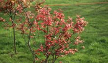 春天为何如此美丽