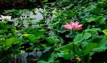 走进心灵的芬芳