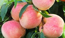 我喜欢的水果——桃子