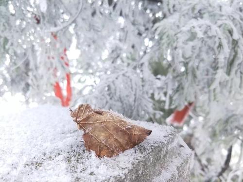 雪花，我在等你