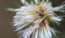 蒲公英为什么会飞