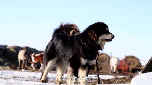 草原深处的牧羊人