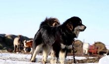 草原深处的牧羊犬读后感