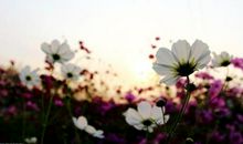 感谢你那些花儿