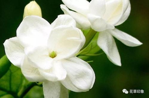 茉莉花盛开