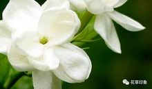 茉莉盛开