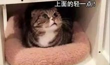 缘分，从那一只猫开始