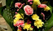 月光下的康乃馨