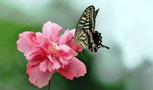 当蝶恋花开遍天涯