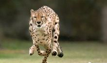 一次当猎豹的经历