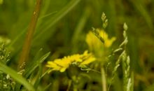 像蒲公英一样生存