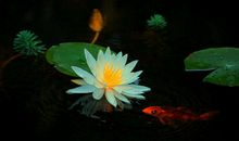 行善是一种境界