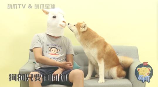 我与狗的秘密