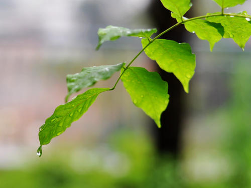 雨后的花园