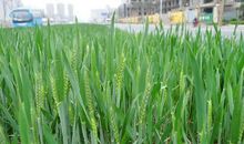 美丽的百米绿化带