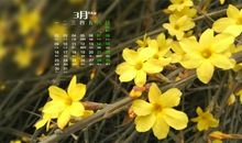 又见迎春花