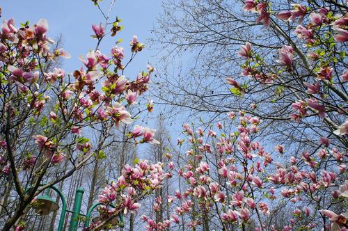 春天来了，花开