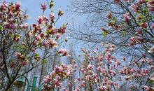 春天到，百花开