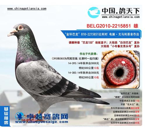 鸽子信仰