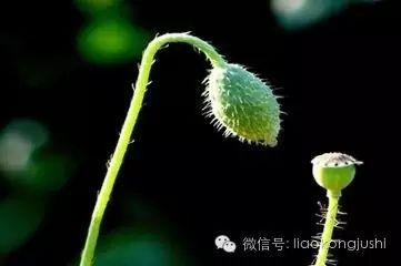 有时候我想变成草
